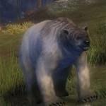 juvenile_polar_bear_gw2_ranger_pets
