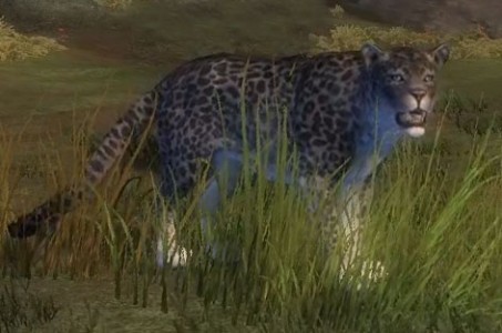 juvenile_snow_leopard_gw2_ranger_pets - Guild Wars 2 Life