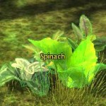 spinach_gw2_gathering
