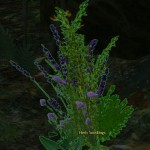 herb_seedlings