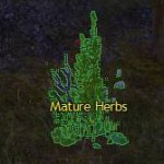 mature_herbs